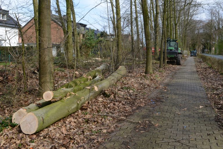 Baumfällungen im Bereich Großer Ring Wulfen
