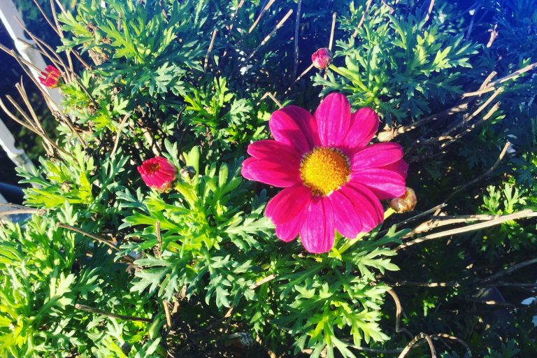 14. Blumenfest in Dorsten-Holsterhausen