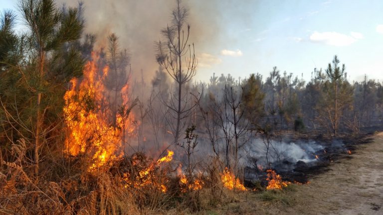 Wenn die Temperaturen steigen: Erhöhte Waldbrandgefahr