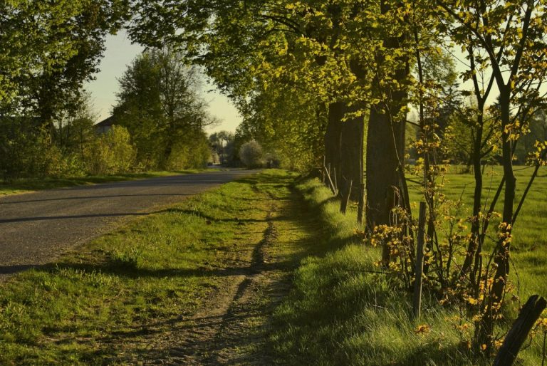 Straßen.NRW pflanzt rund 4.000 Bäume