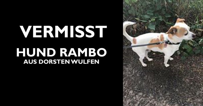 Hund Rambo aus Dorsten Wulfen vermisst