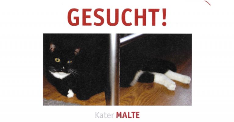 Katze entlaufen in Dorsten-Mitte