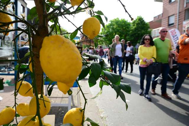 Blumenfest Dorsten Holsterhausen 2018 Blumenfest Dorsten Holsterhausen 2018