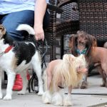 Ehrenamt verbindet – nicht nur Zwei- sondern auch Vierbeiner, wie der zweite Dog-Day 2018 in Dorsten