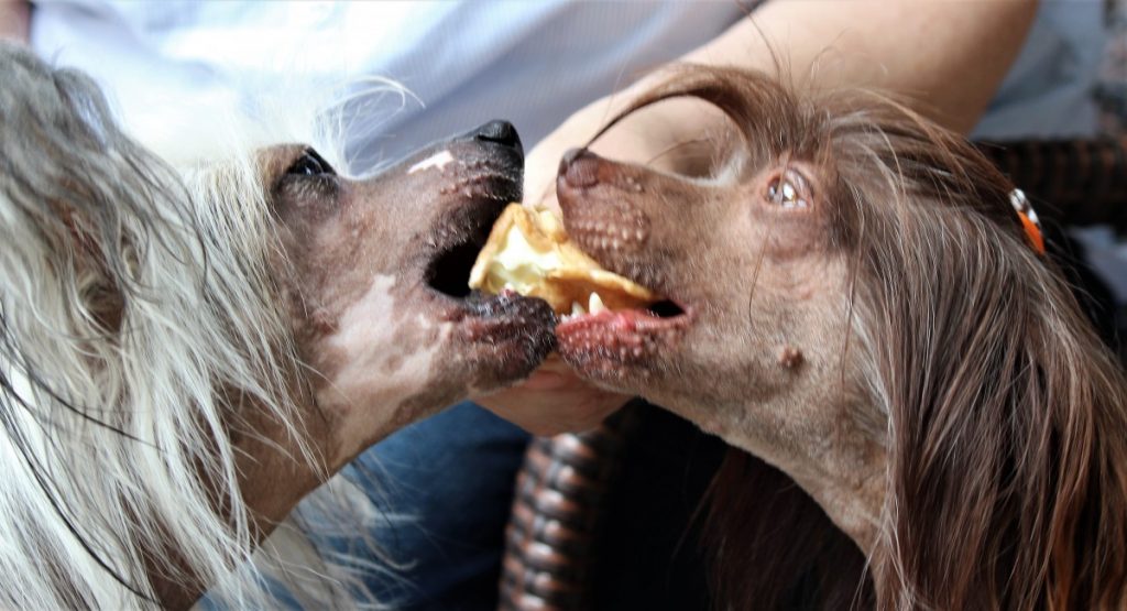 Dog Day in Hervest Dog Day 2018 Hervest-Dorsten
