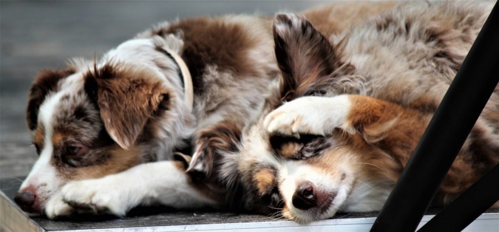 Dog Day 2018 Hervest-Dorsten