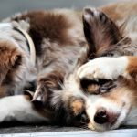 Dog Day 2018 Hervest-Dorsten