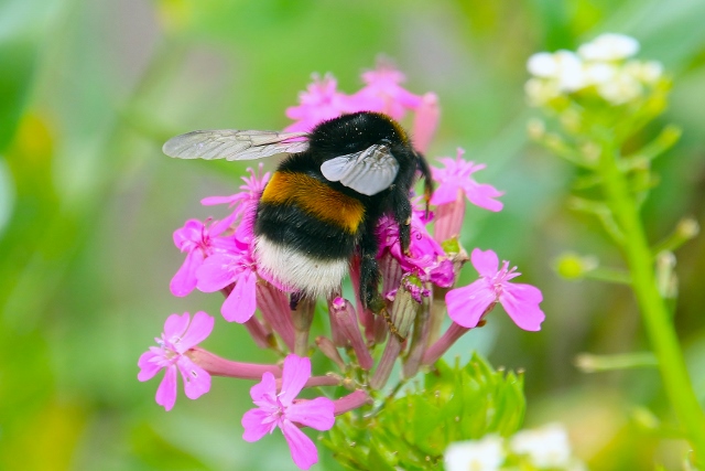 Wildbienen und Hummeln