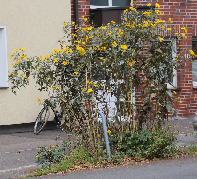 Mach mit! Gestalte dir deinen Garten