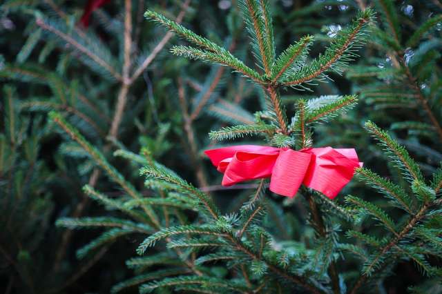Entsorgung Weihnachtsbaum