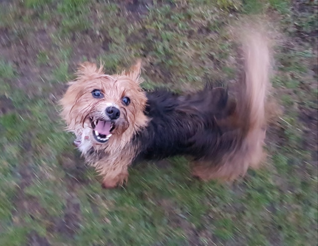 Dorstener Hunde Schicksal