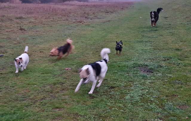 Dorstener Hunde Schicksal