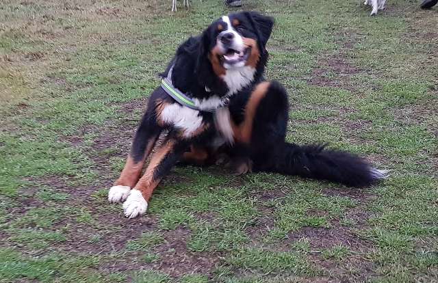 Dorstener Hunde Schicksal