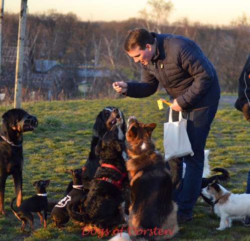 Hunderunde in Dorsten mit Tobias Stockhoff 