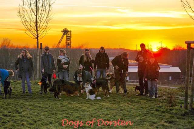 Hunderunde in Dorsten mit Tobias Stockhoff 