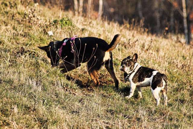 Hunderunde in Dorsten mit Tobias Stockhoff 