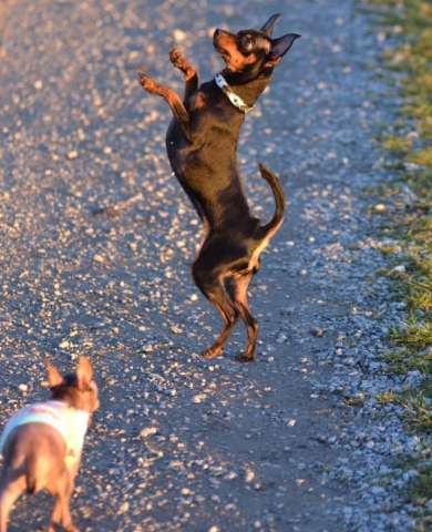 Hunderunde in Dorsten mit Tobias Stockhoff 