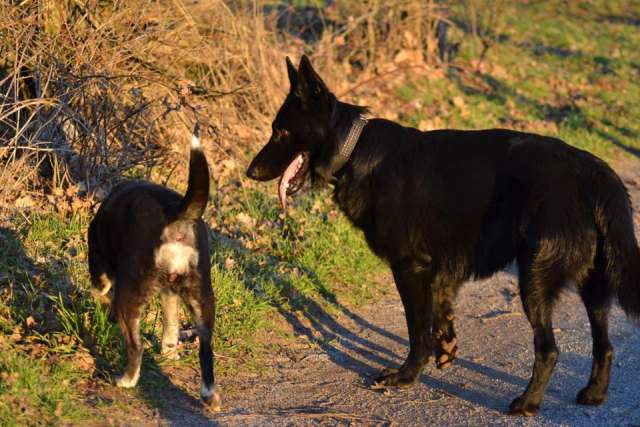 Hunderunde in Dorsten mit Tobias Stockhoff 