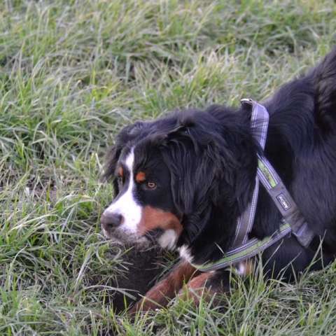 Hunderunde in Dorsten mit Tobias Stockhoff 