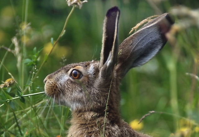 Feldhase (Lepus europaeus)