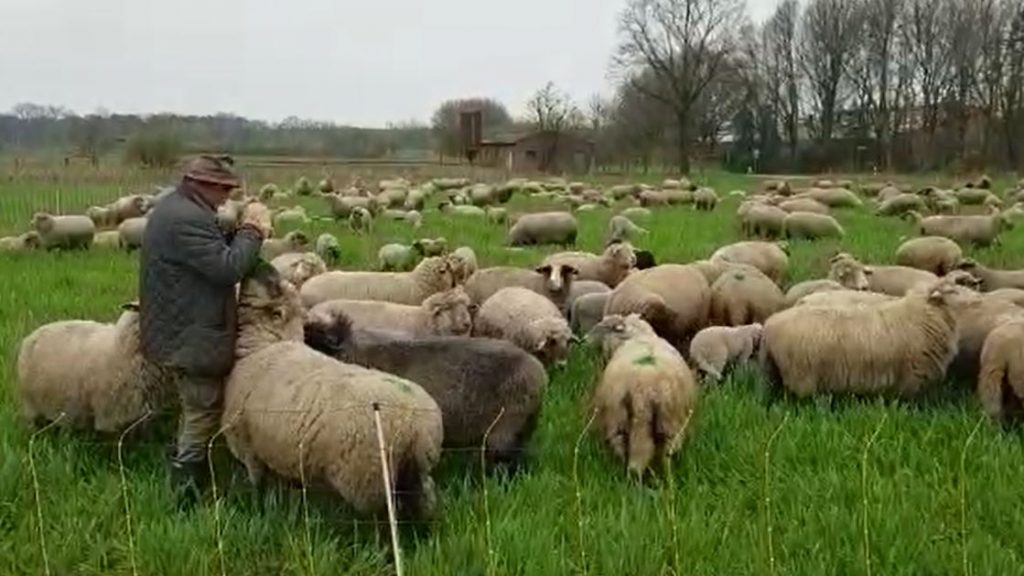 Schafherde in Dorsten Rhade