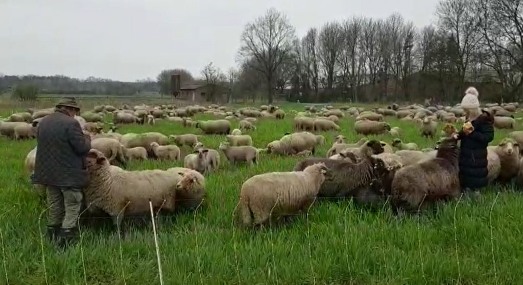 Schäfer mit Herde in Dorsten Rhade