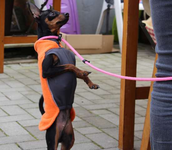 Tag der offenen Tür Tierheim Dorsten 