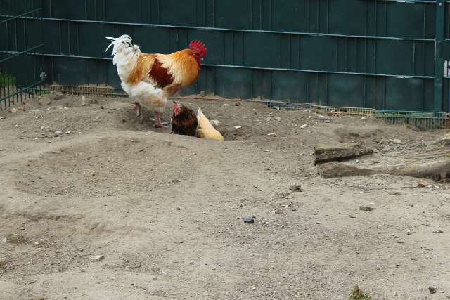 Tag der offenen Tür Tierheim Dorsten 