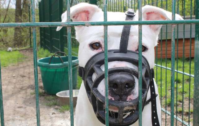 Tag der offenen Tür Tierheim Dorsten 
