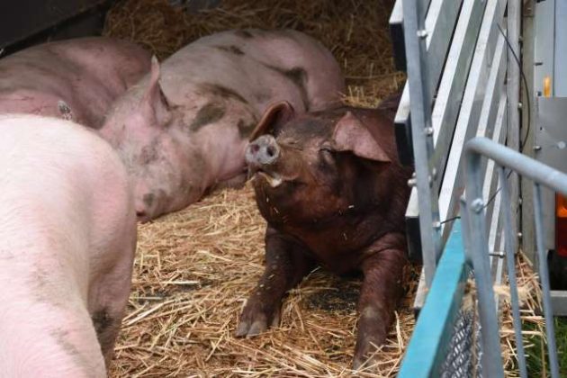 Tiermarkt Lembeck 2019