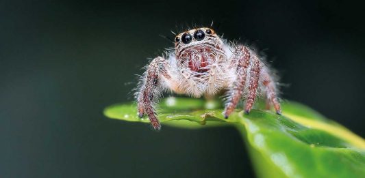 springspinne