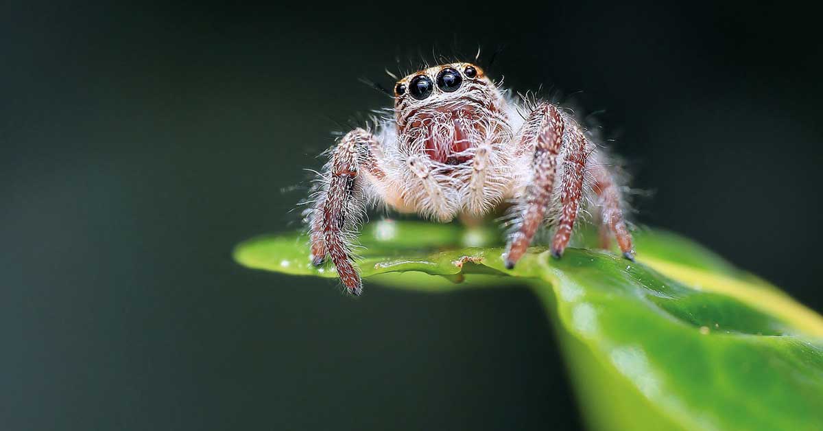 springspinne