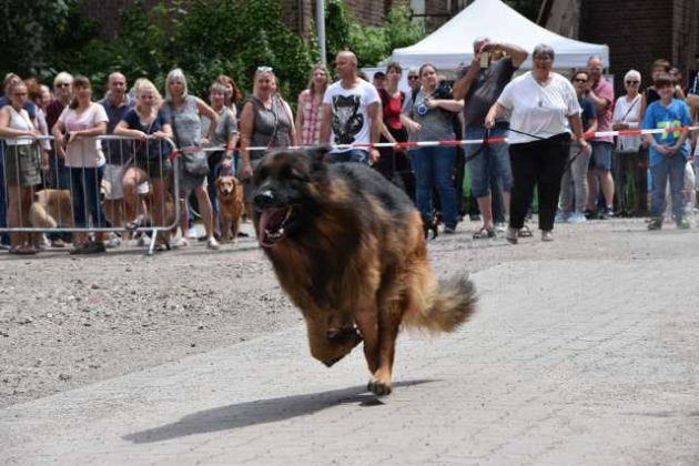 Dorstener DogDay 2019