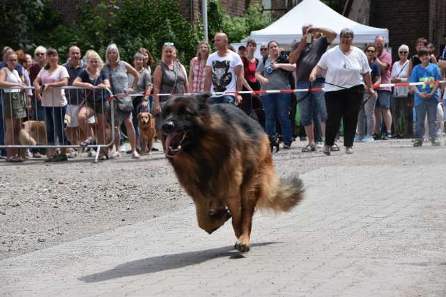 Dorstener DogDay 2019 
