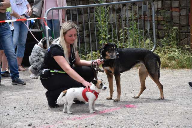 Dorstener DogDay 2019 