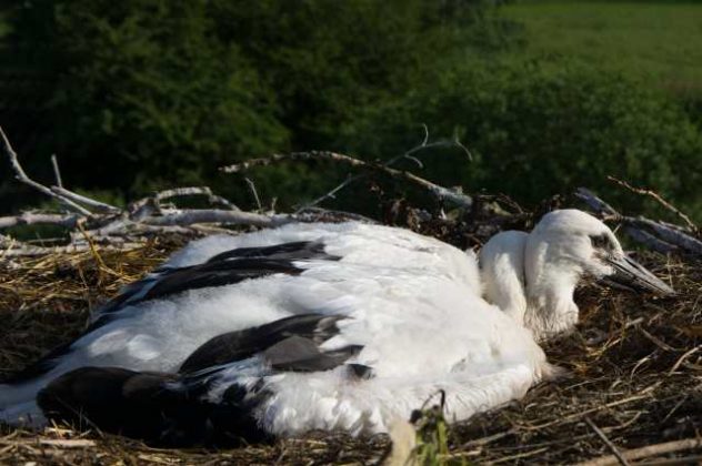 St&ouml;rche br&uuml;ten in Dorsten Deuten