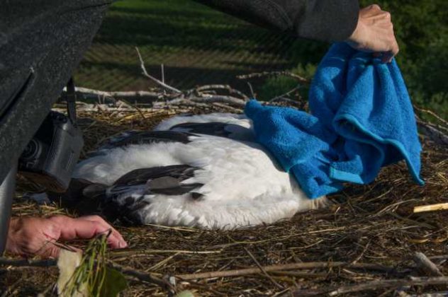 St&ouml;rche br&uuml;ten in Dorsten Deuten