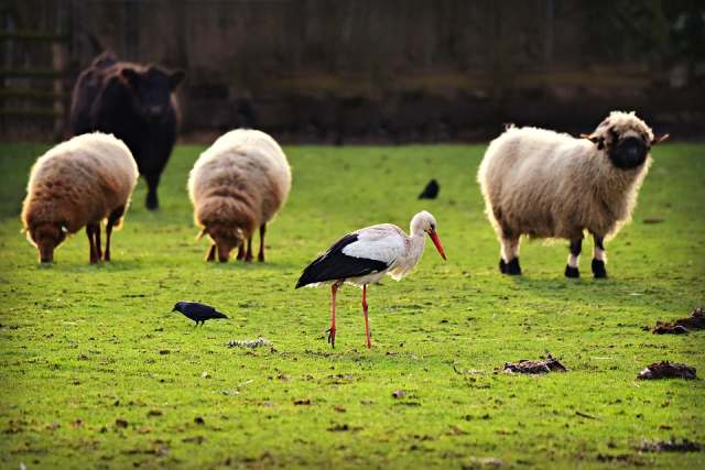 Tierschutz für alle Tiere