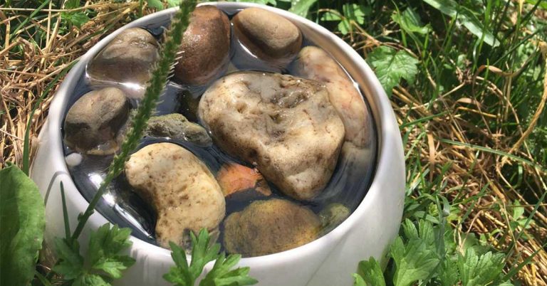 Wasserstelle für Insekten: Bienentränke selber bauen