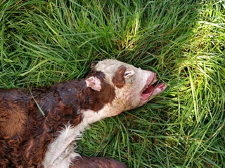 Angefressen Kalb in Dorsten Holsterhausen. Wolfsriss 