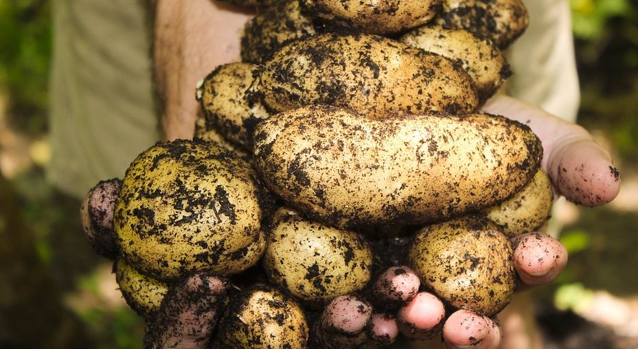 Landwirtschaftliche Produkte Coronakrise