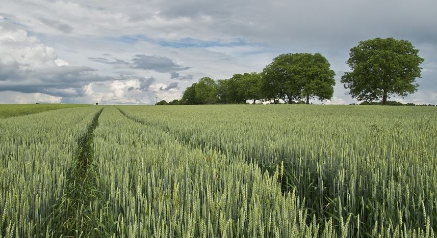 landwirtschaft
