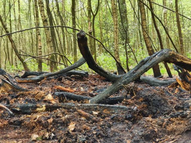 dorsten-waldbrand