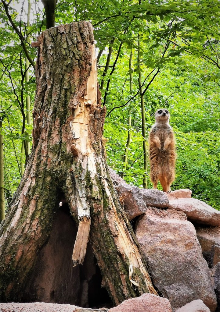 Tiere im Wildpark Frankenhof.Foto: Marie-Therese Gewert