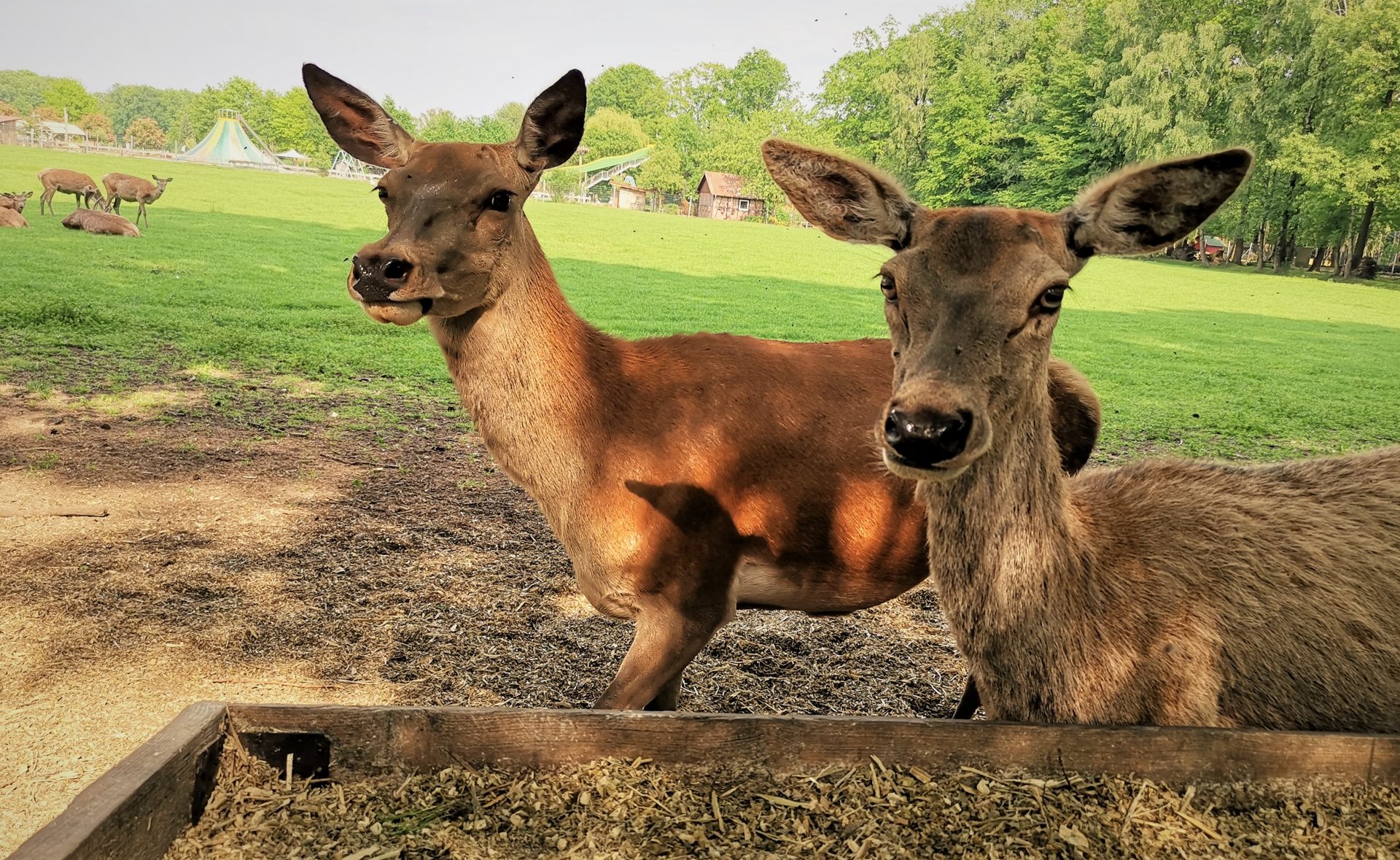 Tiere im Wildpark Frankenhof.Foto: Marie-Therese Gewert