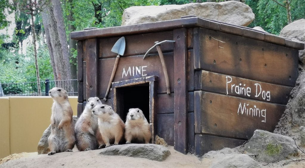 Tiere im Wildpark Frankenhof.Foto: Marie-Therese Gewert