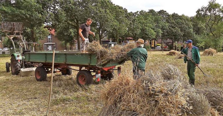 Oldtimerfreunde Lembeck ernten den Roggen