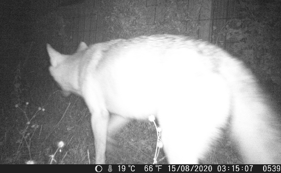 Wolfsichtung in Kirchhellen