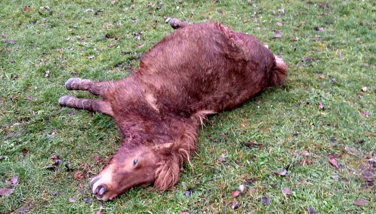 Zweites-Pony-in-Schermbecker-Wolfsgebiet-vom-Wolf-gerissen