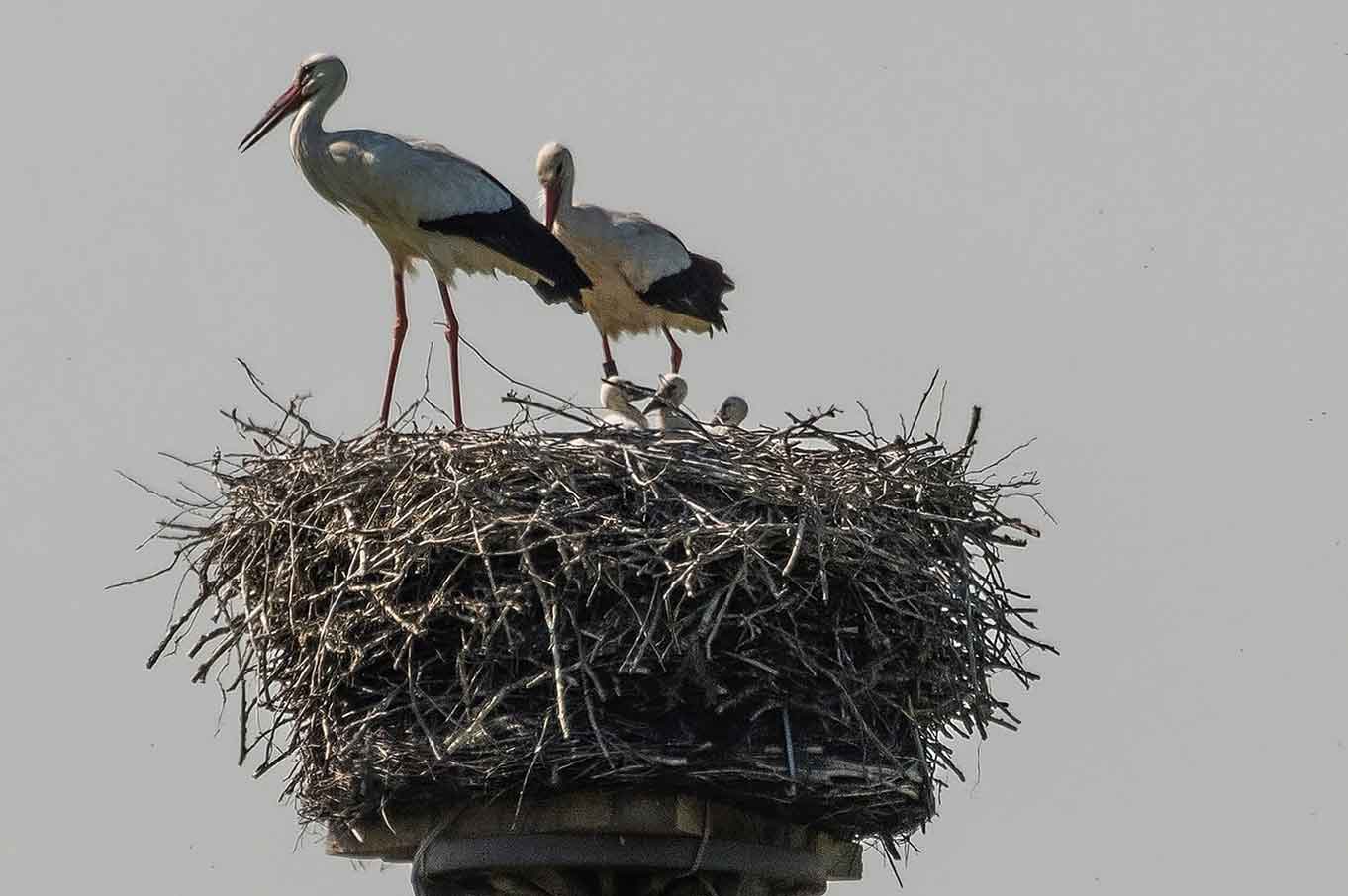 Storch Rhade